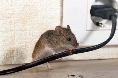 Pest Control in St John's Wood, NW8. Call Now! 020 8166 9746