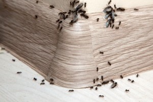 Ant Control, Pest Control in St John's Wood, NW8. Call Now 020 8166 9746