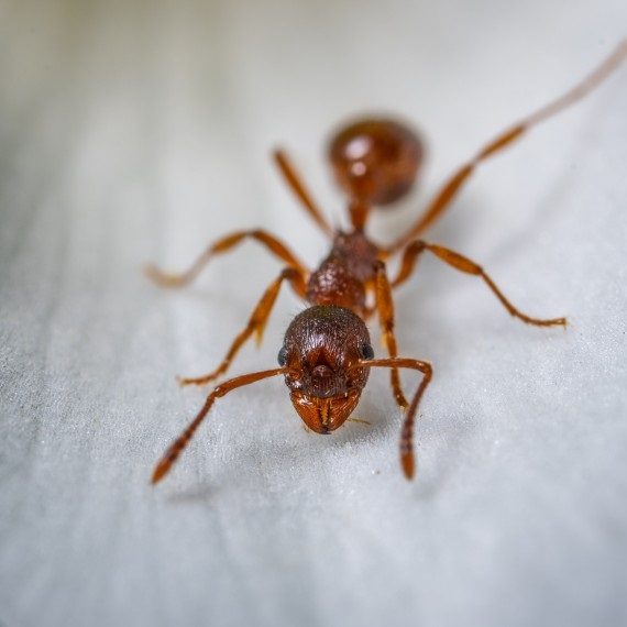 Field Ants, Pest Control in St John's Wood, NW8. Call Now! 020 8166 9746
