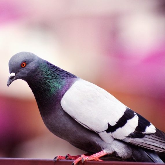 Birds, Pest Control in St John's Wood, NW8. Call Now! 020 8166 9746