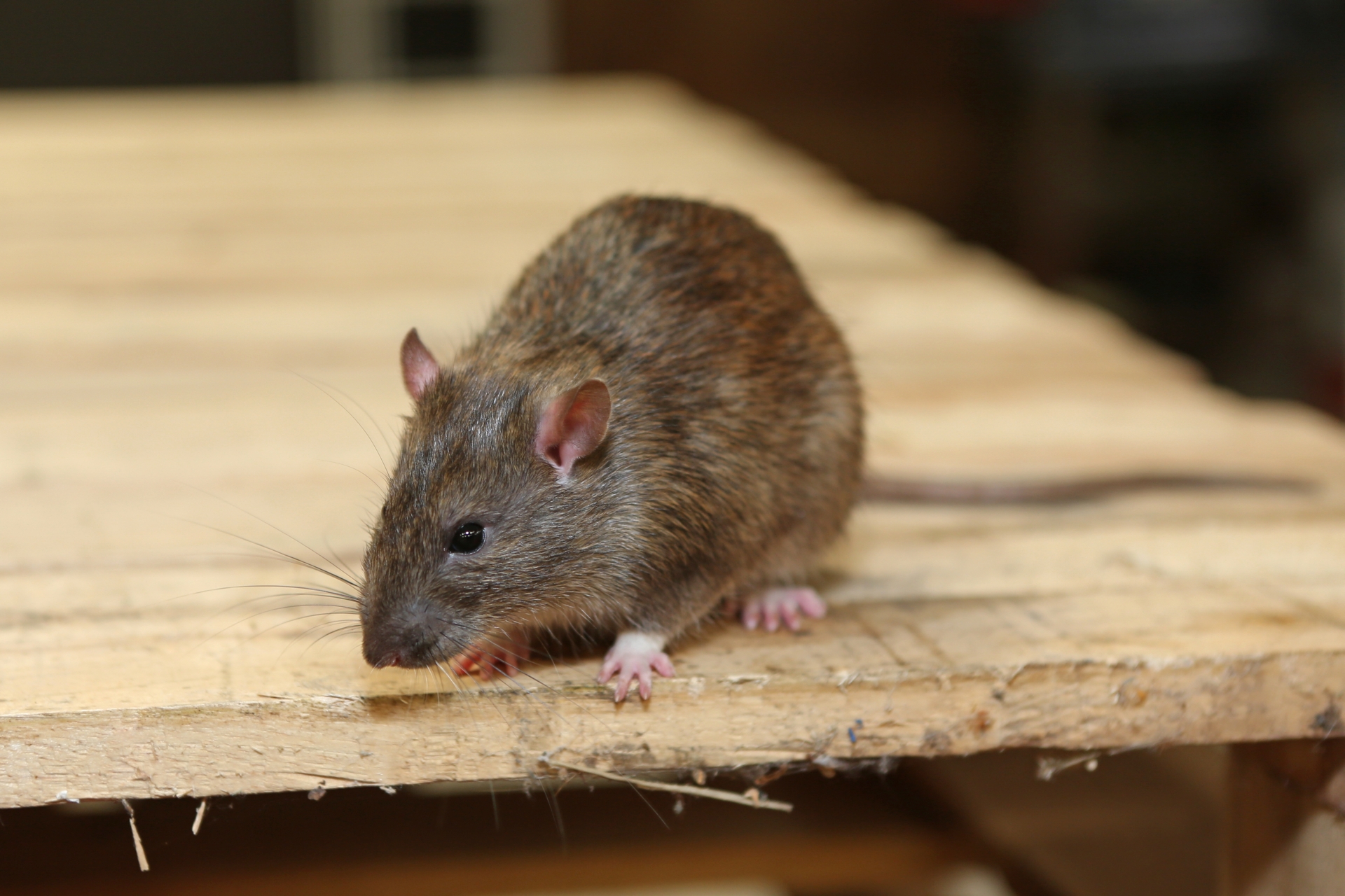Rat Control, Pest Control in St John's Wood, NW8. Call Now 020 8166 9746