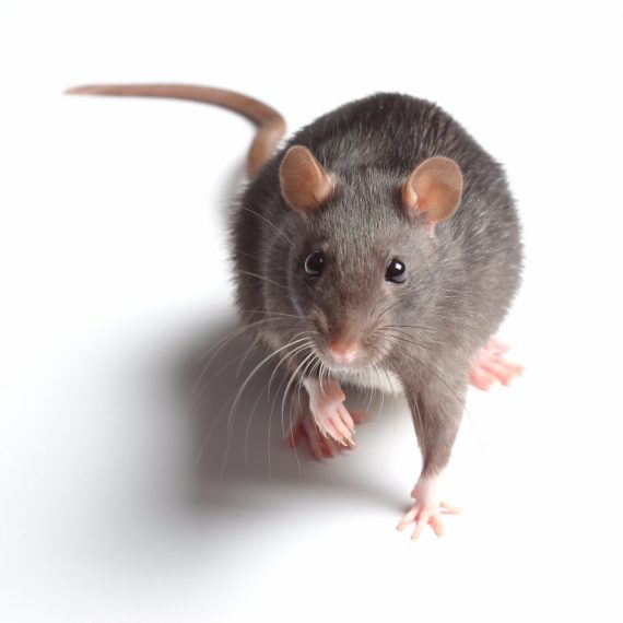 Rats, Pest Control in St John's Wood, NW8. Call Now! 020 8166 9746