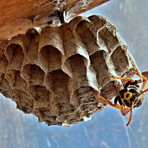Wasps Nest, Pest Control in St John's Wood, NW8. Call Now! 020 8166 9746